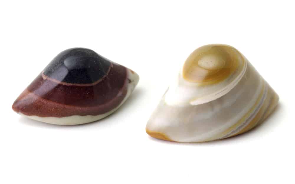 Agate Eyes