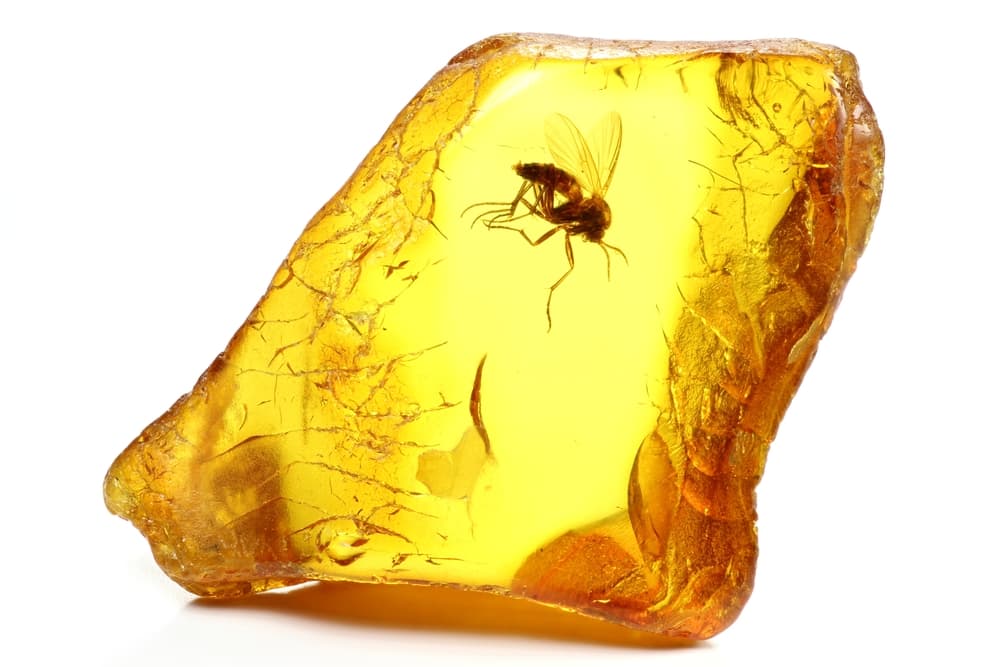 Amber With Insect