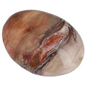 An Amazing Petrified Wood example