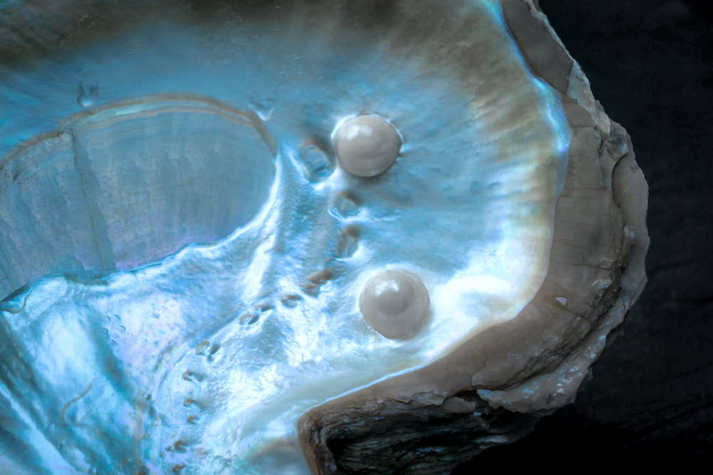 Pearls in shell