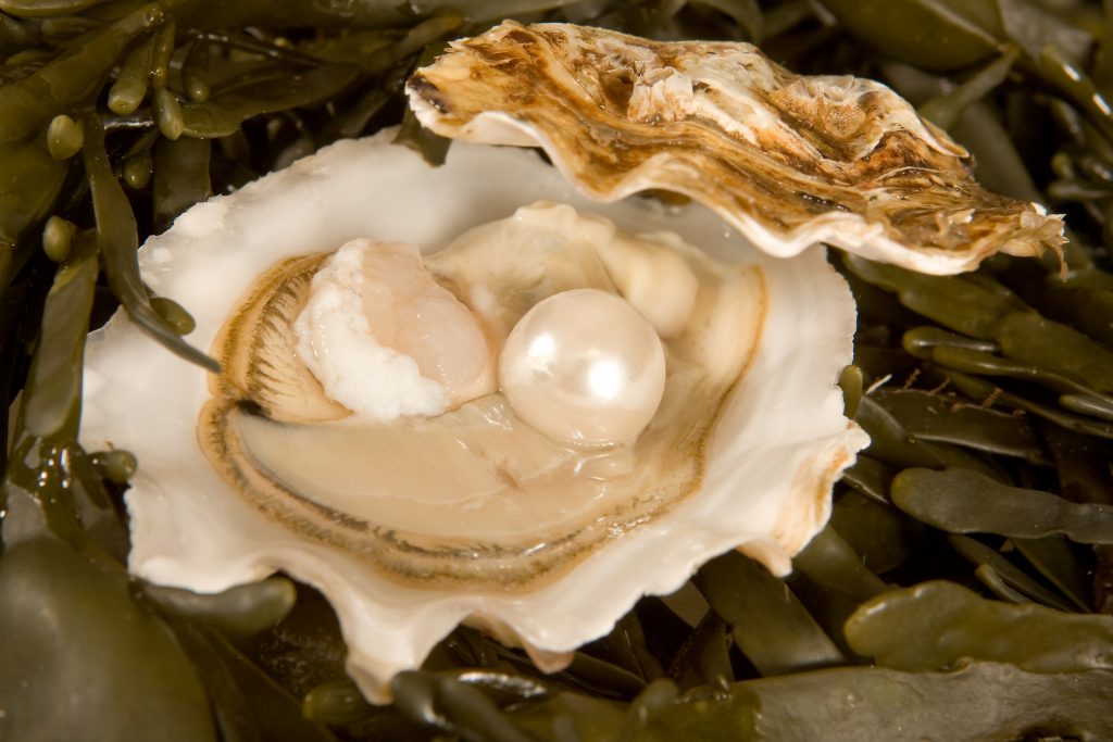 Pearl in oyster shell