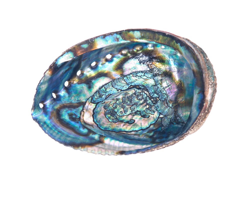 Abalone Stone : Properties, Formation, Uses » Geology Science